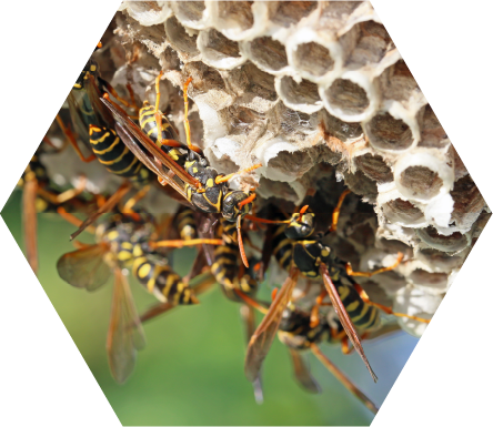 蜂の巣画像