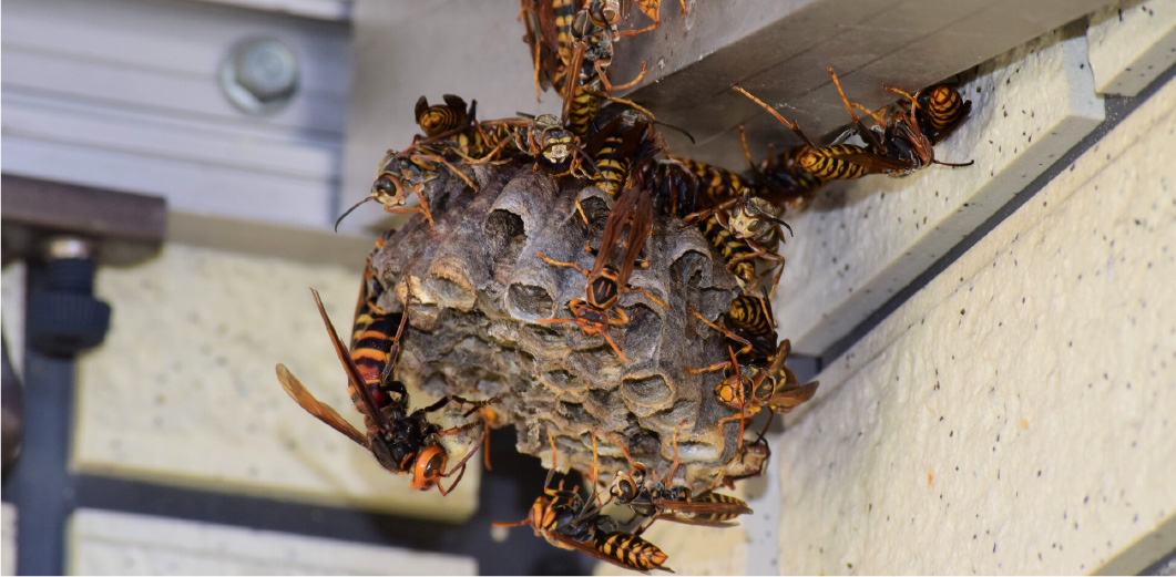 ハチの生態に詳しいプロが徹底駆除！